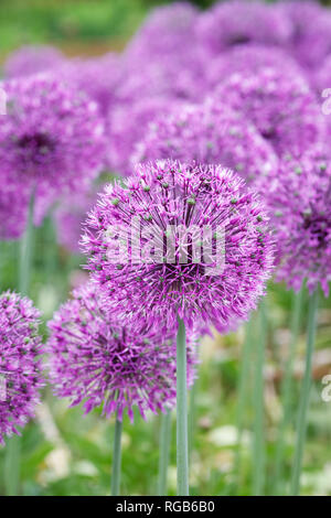 Allium Jesdianum ‘early Emperor’. Ornamental Onion Flowers In Spring 