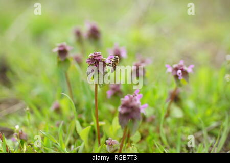 Bee on small lilac wildflowers in spring day Stock Photo