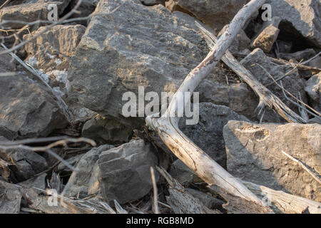 Drift wood and large rocks along a creek in a park during sunset. Stock Photo