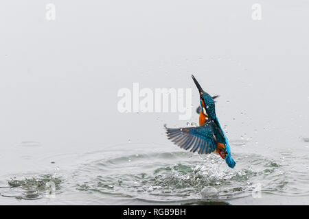 Close up action photo of a common kingfisher (Alcedo atthis). Also known as the Eurasian kingfisher, and river kingfisher. Stock Photo