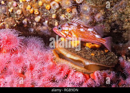 Strawberry Anemone, (Corynactis californica), Rosy Rockfish, (Sebastes rosaceus) Stock Photo