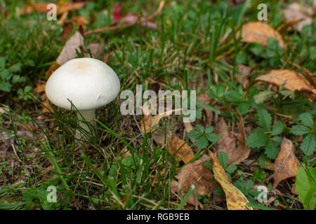 A white mushroom growing in green grass with dry brown leaves. Stock Photo