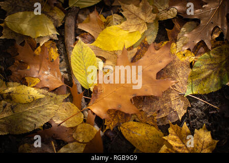 A brown oak leaf centered in the frame on top of other fall leaves laying on the ground in the woods on a fall sunny day. Stock Photo