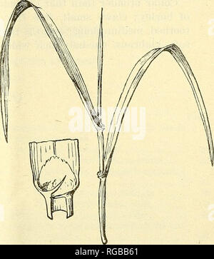 . Bulletin of the U.S. Department of Agriculture. Agriculture; Agriculture. Fig. 57.—Barley (Hordeum sativum). Fig. 58.—Polish wheat (Triticum polonicum). It is difficult to find characters which will distinguish this grain from barley, although there is considerable difference in the appearance of the two -when growing. The claws. Please note that these images are extracted from scanned page images that may have been digitally enhanced for readability - coloration and appearance of these illustrations may not perfectly resemble the original work.. United States. Dept. of Agriculture. [Washing Stock Photo