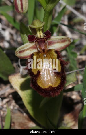 Hypochromatic Mirror Orchid (Ophrys speculum) with golden-yellow lip at the Algarve coast of Portugal. Stock Photo