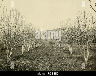 . Bulletin of the U.S. Department of Agriculture. Agriculture; Agriculture. Fig. 1.—Untreated Portion of Pear Orchard, Showing Loss of Pear Blossoms Resulting from Attack of the Pear Thrips. (Original.) h hi. Fig. 2.—Sprayed Portion of Same Orchard, Showing Trees in Blossom. (Original.) INJURY TO PEAR ORCHARDS BY THE PEAR THRIPS.. Please note that these images are extracted from scanned page images that may have been digitally enhanced for readability - coloration and appearance of these illustrations may not perfectly resemble the original work.. United States. Dept. of Agriculture. [Washingt Stock Photo