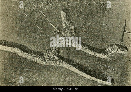 . Bulletin of the U.S. Department of Agriculture. Agriculture; Agriculture. Bui. 1107. U. S. Dept. of Agriculture. PLATE VI.. Fig. 1.âSection of lead showing the branched minings and mandibular impressions of two beetles. This was the underside of the second layer of lead, which was rolled unevenly and permitted the light to penetrate; thus the minings were irregular. Enlarged 1| times. (Table 2, No. 4.) Photograph by E. D. Hartman. Fig. 2.âFirst layer of tin-coated lead down after bein removed from infested section, showing 58 attempt! of which 24 were successful, in penetrating at leas the f Stock Photo