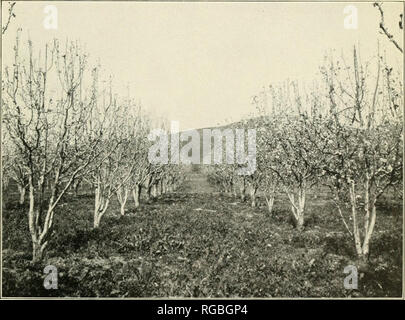 . Bulletin of the U.S. Department of Agriculture. Agriculture. Fig. 1.—Untreated Portion of Pear Orchard, Showing Loss of Pear Blossoms Resulting from Attack of the Pear Thrips. (Original.). Fig. 2.—Sprayed Portion of Same Orchard, Showing Trees in Blossom. (Original.) INJURY TO PEAR ORCHARDS BY THE PEAR THRIPS.. Please note that these images are extracted from scanned page images that may have been digitally enhanced for readability - coloration and appearance of these illustrations may not perfectly resemble the original work.. United States. Dept. of Agriculture. [Washington, D. C. ?] : The Stock Photo