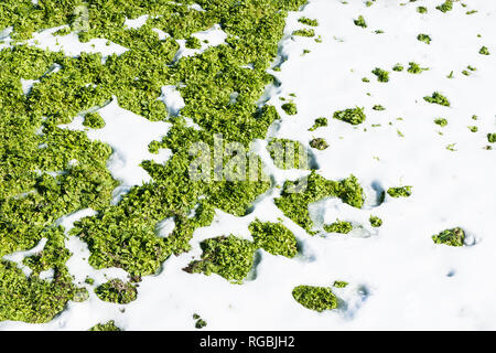 Patches of green grass in a snow covered field Stock Photo
