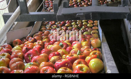 freshly picked red fiji apples are washed and travel up a conveyor belt in a tasmanian apple packing shed prior to be graded and packaged Stock Photo