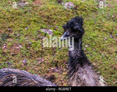 emu face in closeup, adorable portrait of a flightless bird from Australia Stock Photo