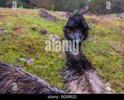 Face of a emu in closeup, Elegant and funny looking bird from Australia Stock Photo