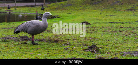 portrait of a cape barren goose standing on the water side, waterbird from the coast of australia Stock Photo