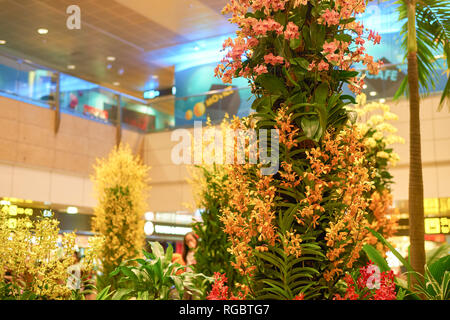 SINGAPORE - CIRCA SEPTEMBER, 2016: natural plants and flowers Singapore Changi Airport. Changi Airport is one of the largest transportation hubs in So Stock Photo