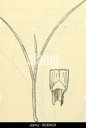 . Bulletin of the U.S. Department of Agriculture. Agriculture; Agriculture. Fig. 16.—Kentucky bluegrass (Poa pratensis). Fig. 17. -Rough-stalked meadow grass (Poa trivialis). 12. Kentucky bluegrass (Poa pratensis; fig. 16). A dark-green perennial, creeping by rootstocks and forming a dense turf; leaves folded in the bud; collar narrow, glabrous; auricles none, ligule membranous, very short, truncate, entire; sheaths green, smooth, com- pressed ; blade long, linear, less than one-eighth inch wide, the tip abrupt pointed like the bow of a boat, dark green, but with two light lines along the midn Stock Photo