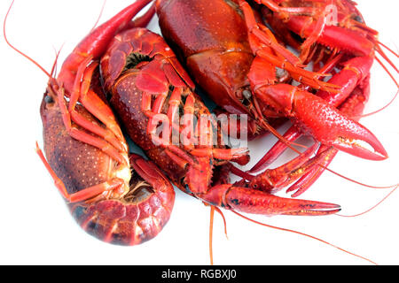 Four boiled crayfish color red isolaled on white top view close-up Stock Photo