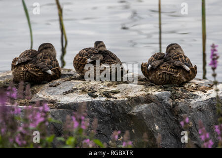 3 female Mallard ducks sleeping on a rock at the waters edge. Stock Photo