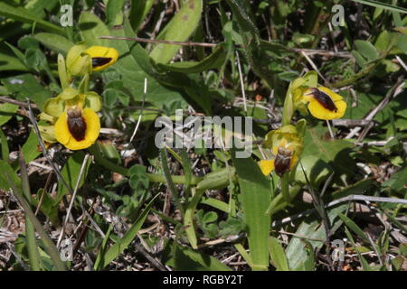 Yellow Bee-orchid (Ophrys lutea) at Boca do Rio near Salema on the Algarve coast, Portugal Stock Photo