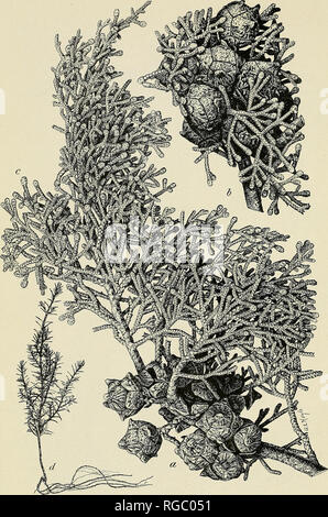 . Bulletin of the U.S. Department of Agriculture. Agriculture; Agriculture. Bui. 207, U. S. Dept. of Agriculture. Plate II.. CUPRESSUS ARIZONICA. a,b, Different forms of old cones; c, male flower buds (in autumn); A, seedling three months old (one-half natural size).. Please note that these images are extracted from scanned page images that may have been digitally enhanced for readability - coloration and appearance of these illustrations may not perfectly resemble the original work.. United States. Dept. of Agriculture. [Washington, D. C. ?] : The Dept. : Supt. of Docs. , G. P. O. Stock Photo