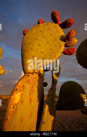 , Dona Ana County, New Mexico, USA Stock Photo