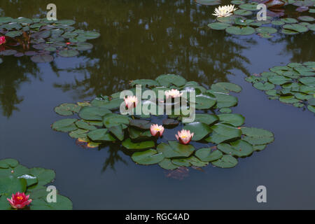 USA, Oregon, Shore Acres State Park, Cultivated water lilies bloom on shallow pond in formal garden. Stock Photo