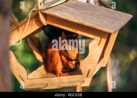 Red squirrel eats nuts in handmade feeder in city park. Stock Photo
