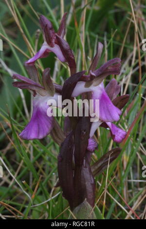 Flowering Fan-lipped Orchid (Anacamptis collina) on the island of Malta. Stock Photo