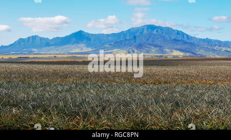 fields of pineapples at the dole plantation on the island of oahu, hawaii Stock Photo