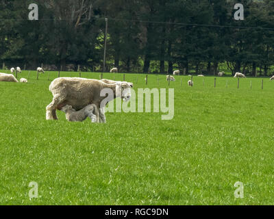 a baby lamb in new zealand feeds from its mother Stock Photo