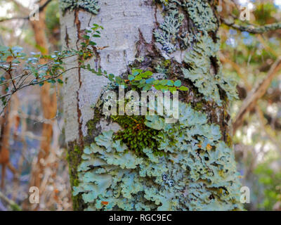 close up of green lichen growing on a beech tree in the temperate rainforest of tasmania's cradle mountain national park Stock Photo