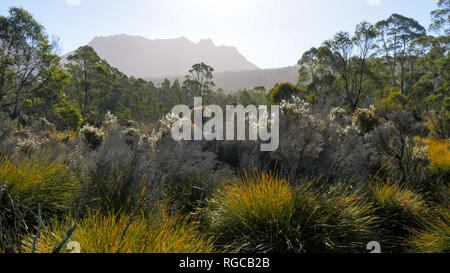 a high key shot of the late afternoon sun dropping towards mt ossa backlighting trees and shrubs in the cradle mountain national park Stock Photo