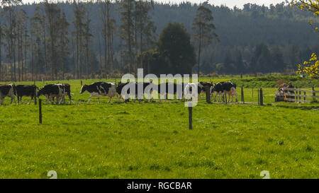 a farmer on an ATV brings in the cows for milking on a dairy farm in new zealand Stock Photo
