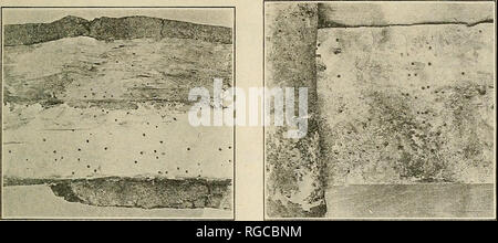 . Bulletin of the U.S. Department of Agriculture. Agriculture; Agriculture. Bui. 1107, U. S. Dept. of Agriculture. Plate IX.. Fig. 1.—Section of infested oak withXhalf of surface coated with tallow one-fourth inch thick. The beetle emerged through it without trouble as long as it was cold and hard. (Table 4, No. 8.) Photograph .by H. E.Burke. Fig. 2.—Part of roll of alloy, one-half of which was covered with tallow before it was rolled around infested wood. Holes are clean in untallowed section. A number of beetles were caught and died in the taUow when it was softened by the heat. (Table 3, No Stock Photo