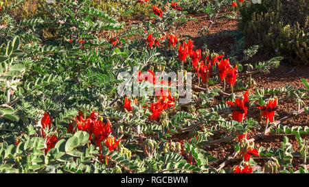 wide shot of a bright red start's desert pea growing on the desert floor Stock Photo