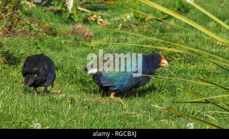 a takahe and its relative the pukeko feed together in new zealand Stock Photo