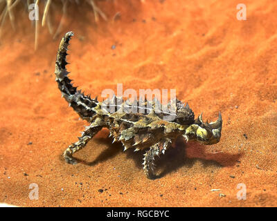 an australian thorny dragon lizard from centeral australia eats an ant Stock Photo