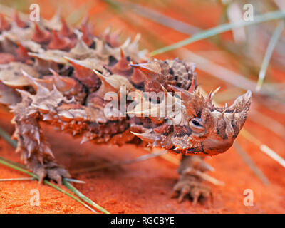 close up of the head of a thorny devil lizard from the northern territory Stock Photo