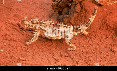 close up of a thorny dragon lizard from the northern territory walking Stock Photo