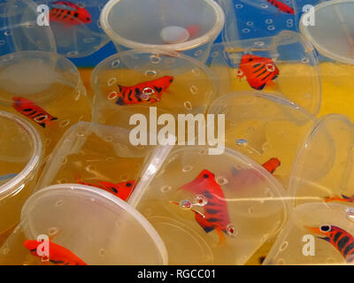 containers of flame angels in an aquarium tank at a tropical fish wholesaler in hawaii Stock Photo