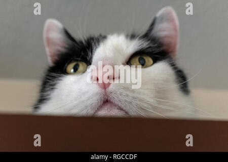 black & white cat face Stock Photo