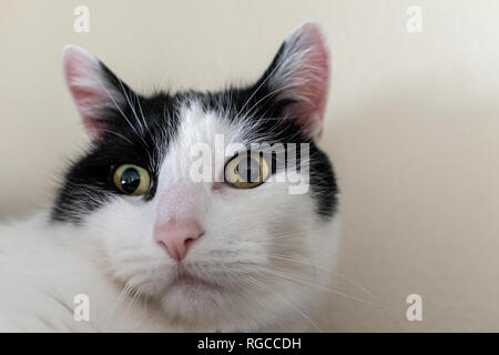 black & white cat face Stock Photo