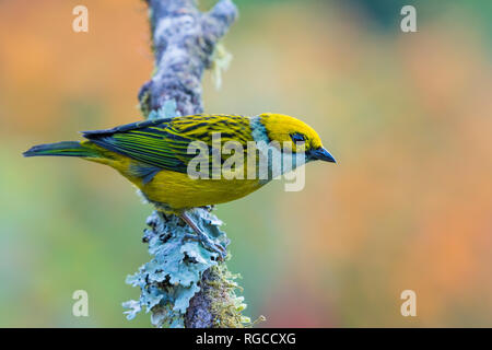 A Silver-throated Tanager (Tangara icterocephala) perched on a branch. Costa Rica. Stock Photo