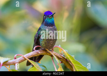 A Talamanca Hummingbird (Eugenes spectabilis) perched on a branch. Costa Rica, Central America. Stock Photo