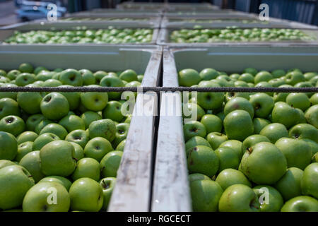 Green apples in crates on truck Stock Photo