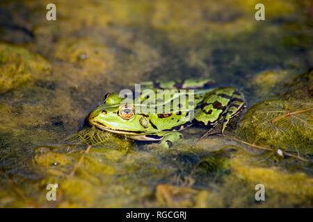 Pool frog, Rana esculenta Stock Photo