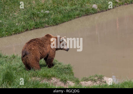 A large brown bear stands on the edge of a muddy pond on a grass bank in the spring sunshine. Stock Photo