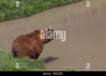 A large brown bear stands on the edge of a muddy pond on a grass bank in the spring sunshine. Stock Photo