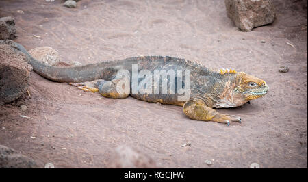 Galapagos Land Iguana Stock Photo