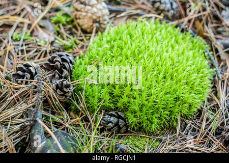 Natural still life in spring forest with different types of moss and plants on the ground surface with fir dry cones and needles as background with va Stock Photo