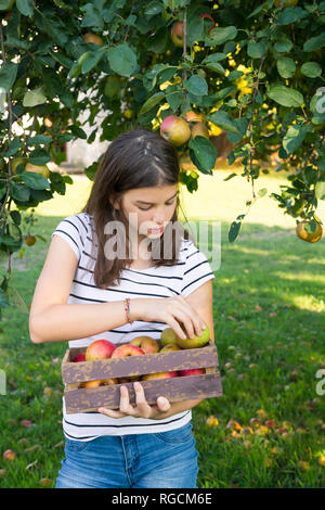 Girl with harvested apples in wooden box Stock Photo